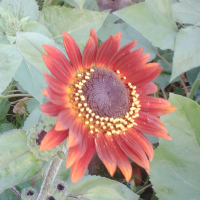 นางนภาวรรณ