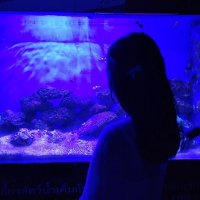 พิมพ์พนิตา