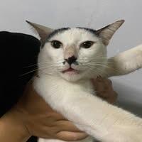 Tunyavit Kedwarapattra