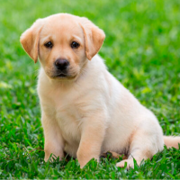 วริศรา า.